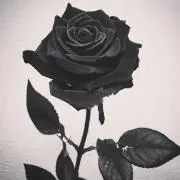 RM