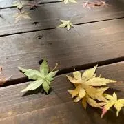 seriの画像