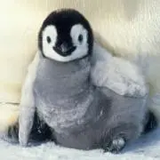 ペンちゃんの画像