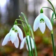 ゆきんこ♡snow_drop♡の画像