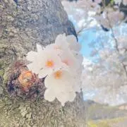sacra.の画像