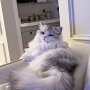 ろぴの画像