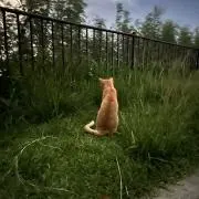 kaedenano