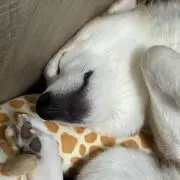 柴ちょこの画像