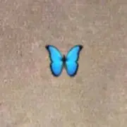 ウカレタ蝶の画像