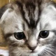 ふじかわの画像