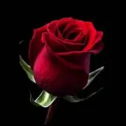 くちなしの花の画像