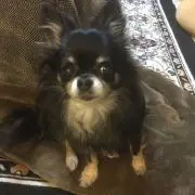 ちゃもちゃんママの画像