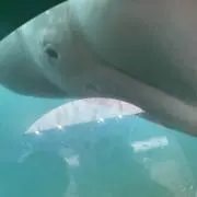 まーーの画像