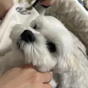 マル