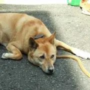 ヒロ