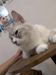 涼雅