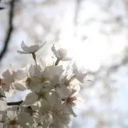ながひと