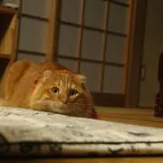 ひなたの画像
