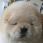 ごま