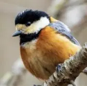 ぴのこ