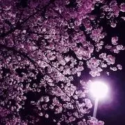 さくら【プロフ必読】の画像
