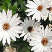 ルーの画像