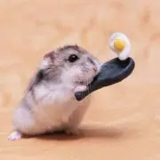 Hitonの画像