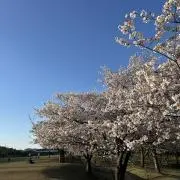 sakuraの画像