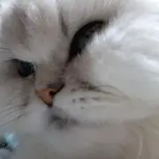 きむちの画像