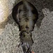 チオビタ