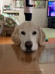 コータローの画像