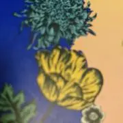 ねずくん