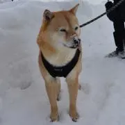 小袖の画像