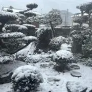 クロ/基本は土日発送の画像