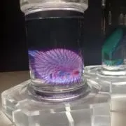 あおの画像