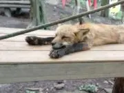 さゆ