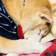 いもんの画像
