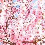 ※【重要】プロフ必読※ Sakura