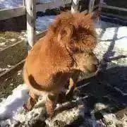 ささの画像