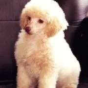 ビリーの画像