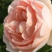 (^-^)〒〒