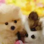 まりんの画像