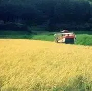ちゃりんこの画像