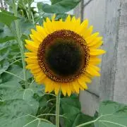 かものはし！プロフィール必読下さいね。の画像