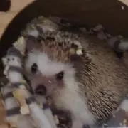 みっきー☆の画像