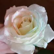 K☆の画像
