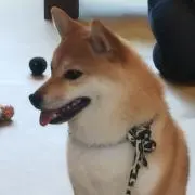 ぽちの画像