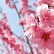 ⭐︎ひなこ⭐︎の画像