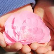 はるの画像