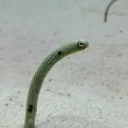 あんすてぃの画像