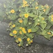九日の画像