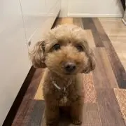 さくらの画像
