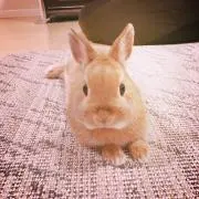 ぺろきちの画像