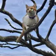 ちゃんこの画像